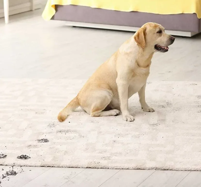 Arearugim2 landscape e1756439591555 - Pierce Flooring